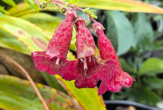 小众送妈妈的花有哪些花