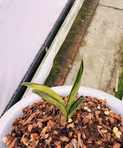 小众送妈妈的花有哪些花