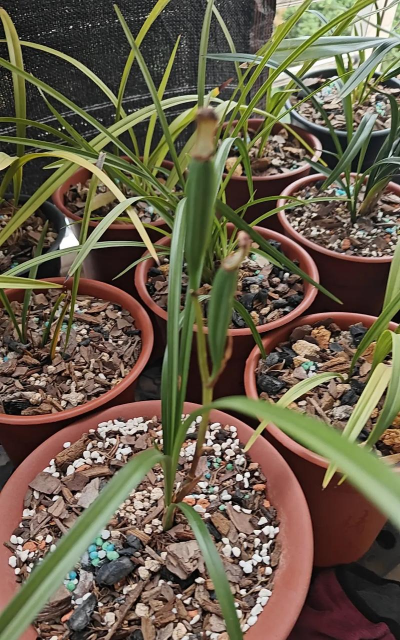 小众送妈妈的花有哪些花