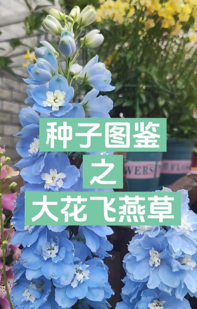 小众送妈妈的花有哪些花
