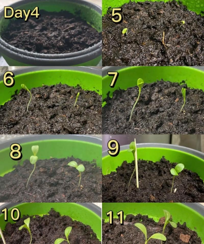 灯泡种子怎么种