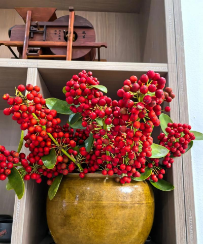 小众送妈妈的花有哪些花