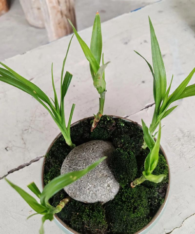 小众送妈妈的花有哪些花