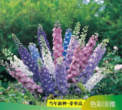 小众送妈妈的花有哪些花