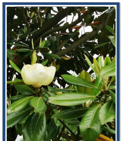 小众送妈妈的花有哪些花