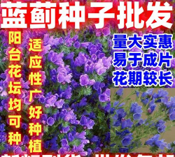 小众送妈妈的花有哪些花