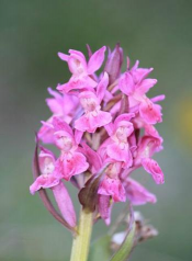 小众送妈妈的花有哪些花