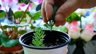 小众送妈妈的花有哪些花