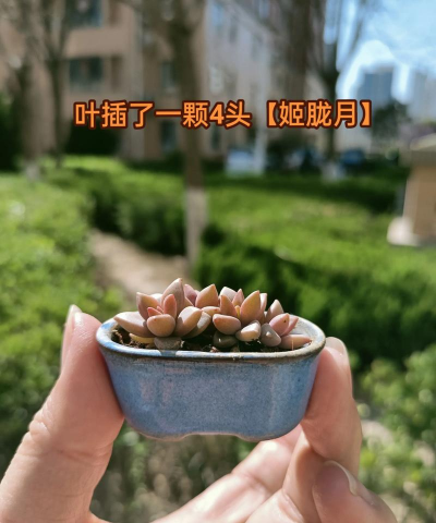 小众送妈妈的花有哪些花