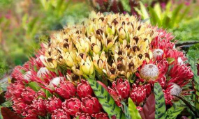 小众送妈妈的花有哪些花