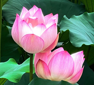 小众送妈妈的花有哪些花