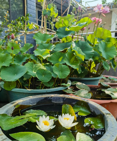 小众送妈妈的花有哪些花