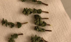 小众送妈妈的花有哪些花