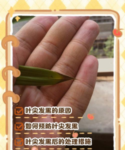 兰花叶子尖发黑是什么原因怎么处理 兰花叶子尖发黑是什么原因怎么处理