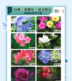 小众送妈妈的花有哪些花