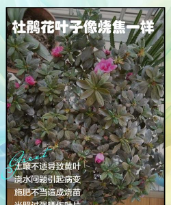 小众送妈妈的花有哪些花