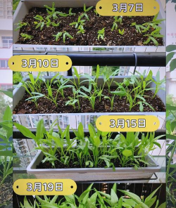 空心菜种植方法