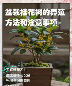 桂花树怎么养殖