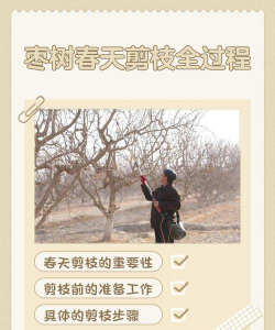 枣树几月份修剪