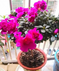 小众送妈妈的花有哪些花