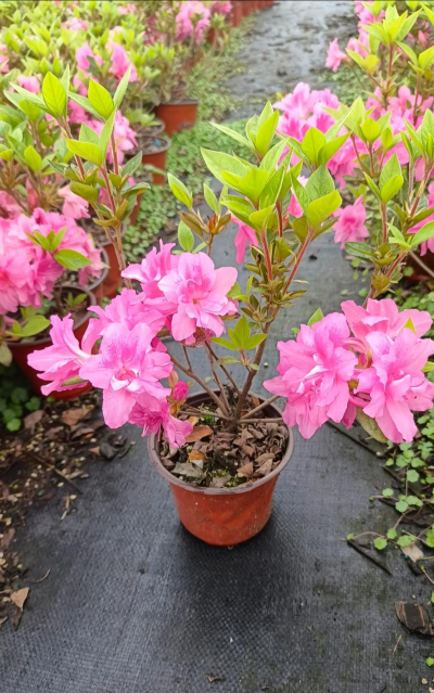 杜鹃花是四季开花吗