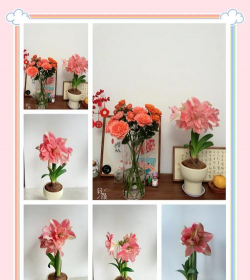 小众送妈妈的花有哪些花