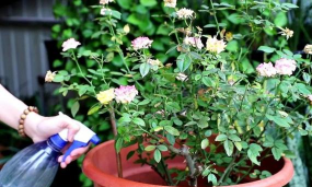 小众送妈妈的花有哪些花