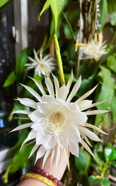 小众送妈妈的花有哪些花