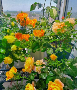 小众送妈妈的花有哪些花