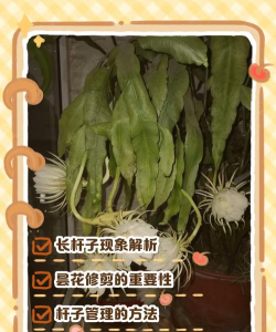 小众送妈妈的花有哪些花