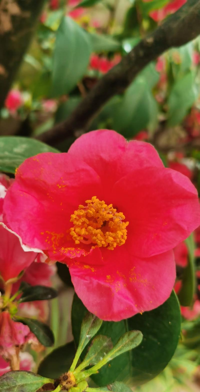 小众送妈妈的花有哪些花