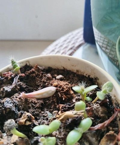 小众送妈妈的花有哪些花