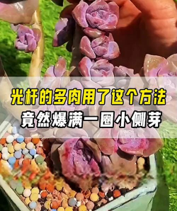 小众送妈妈的花有哪些花