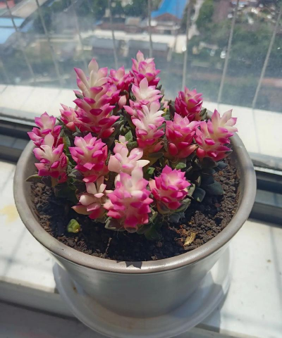 小众送妈妈的花有哪些花