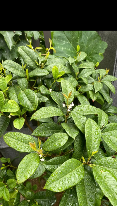 小众送妈妈的花有哪些花