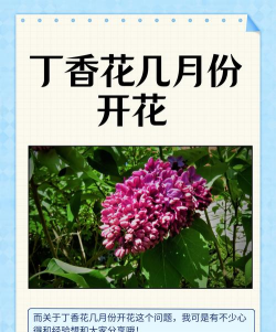 小众送妈妈的花有哪些花