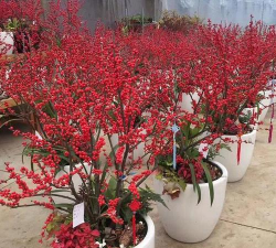 小众送妈妈的花有哪些花