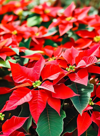 小众送妈妈的花有哪些花