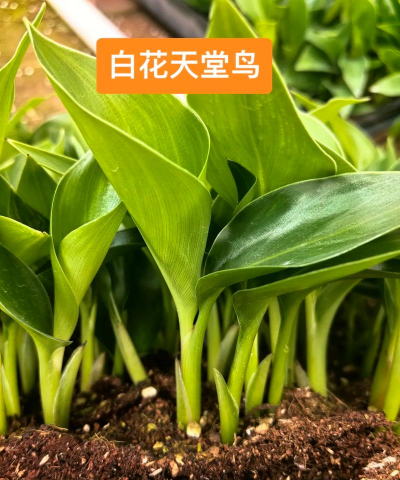 小众送妈妈的花有哪些花