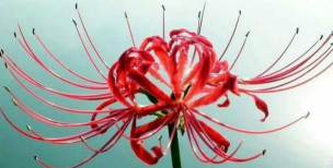 小众送妈妈的花有哪些花