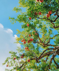 小众送妈妈的花有哪些花