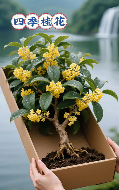 小众送妈妈的花有哪些花