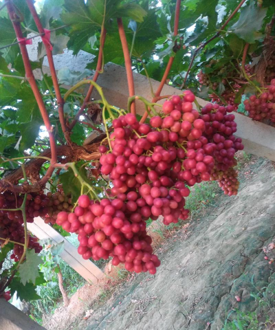 小众送妈妈的花有哪些花