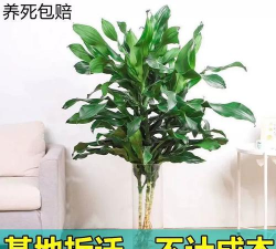 小众送妈妈的花有哪些花