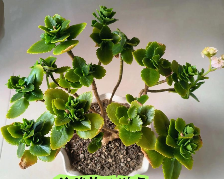 小众送妈妈的花有哪些花