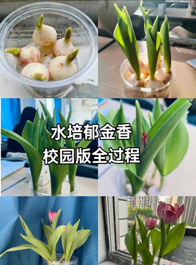 小众送妈妈的花有哪些花