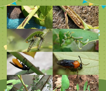 小众送妈妈的花有哪些花