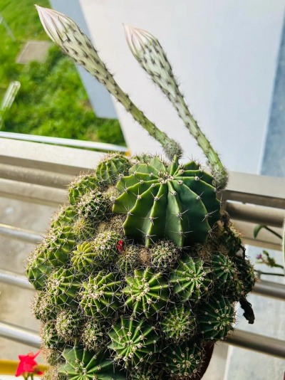 小众送妈妈的花有哪些花