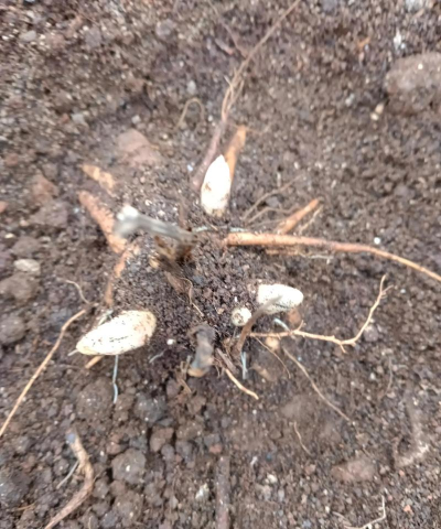 小众送妈妈的花有哪些花