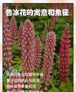 小众送妈妈的花有哪些花